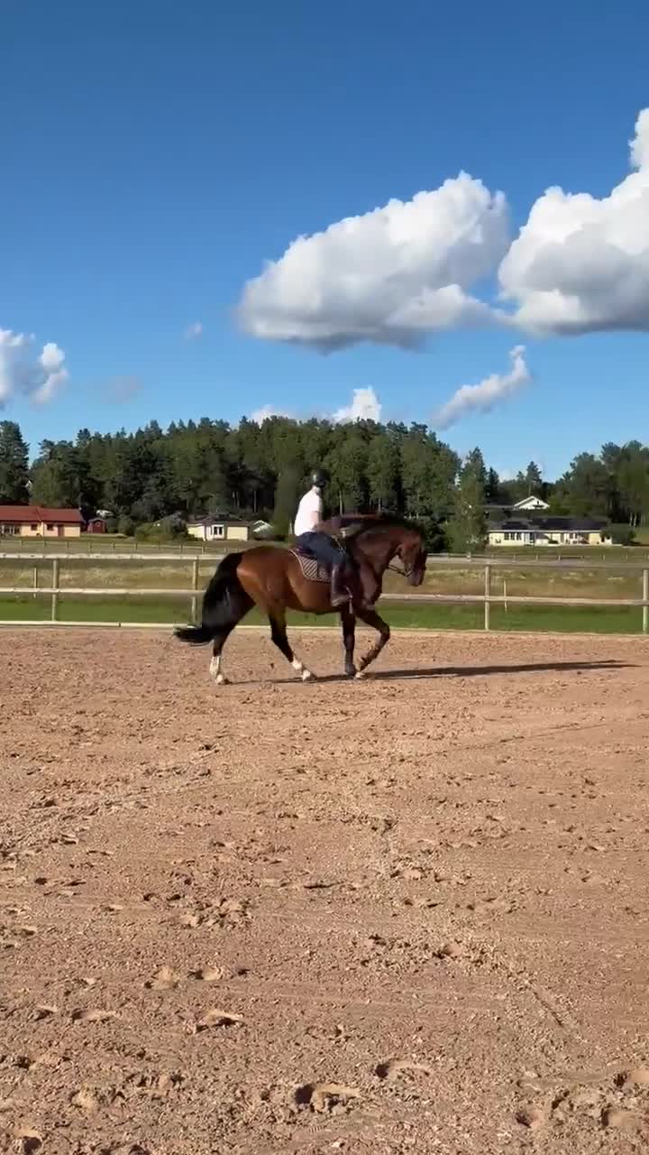 Allround hästar till salu: Mjuk och trevlig valack - Video 2