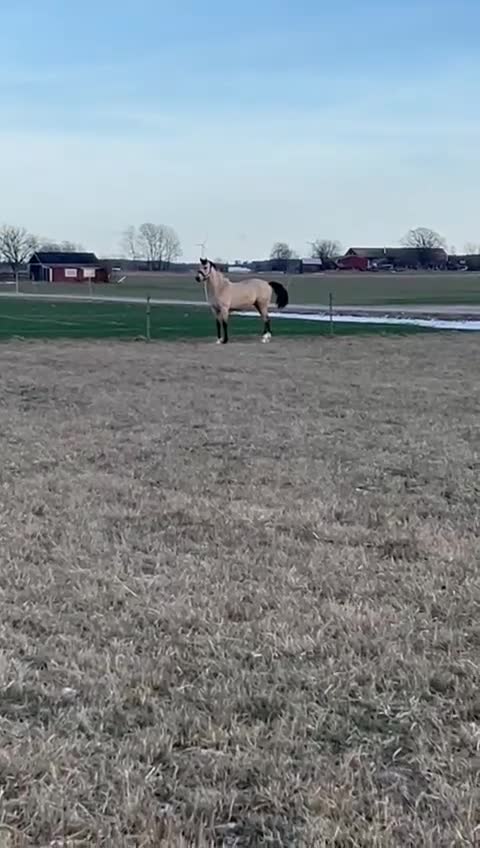 Dressyr hästar till salu: Lovade 2-åring e.Zafferano - Video 1
