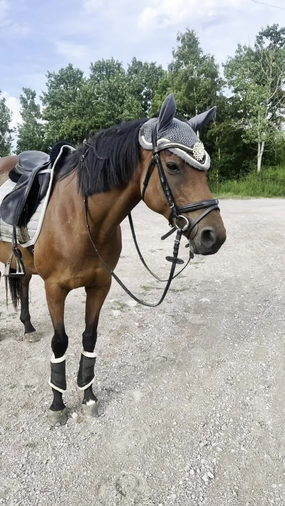 Sällskap hästar till salu: D-ponny sto sportig modell  - Video 1