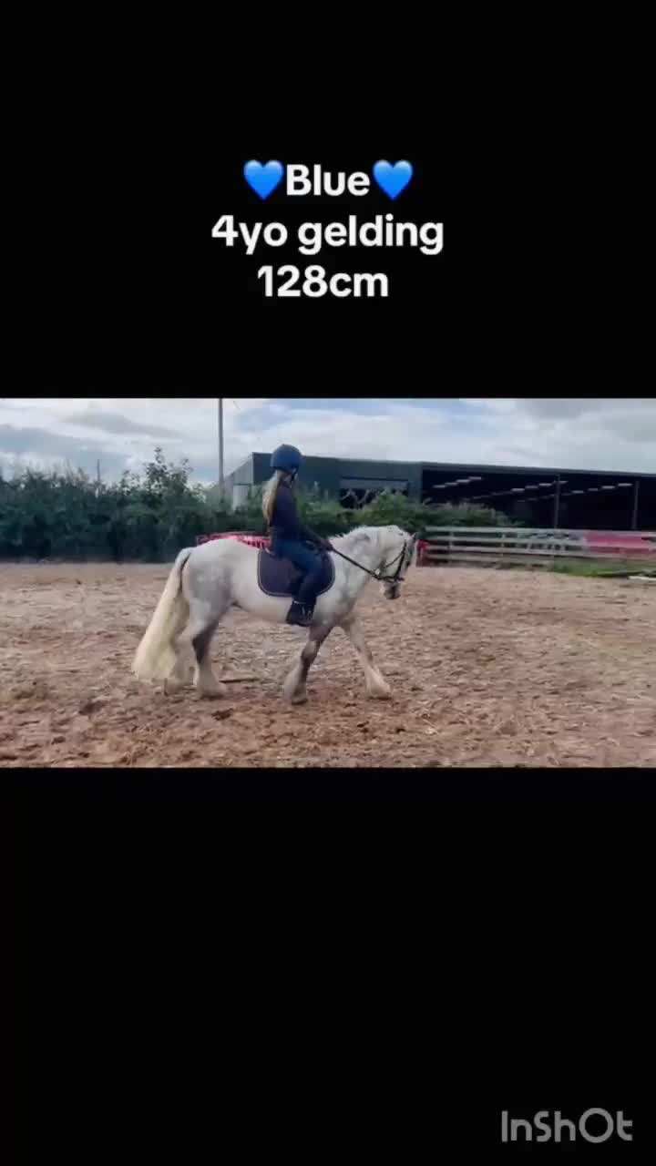 Allround hästar till salu: Trygg och snygg valack! 💙 "Ny film!" - Video 1