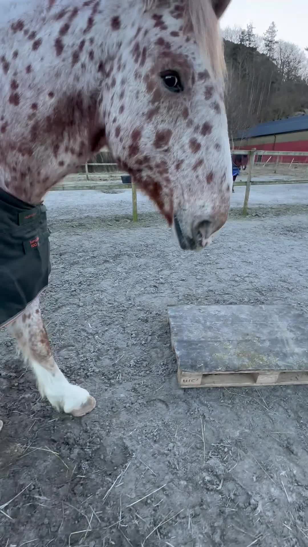 Övrigt hästar till salu: Lugn, trygg 11-årig skogsmulle - Video 4