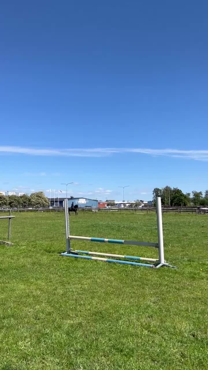 Allround hästar till salu: Nätt och trevligt sto - Video 3