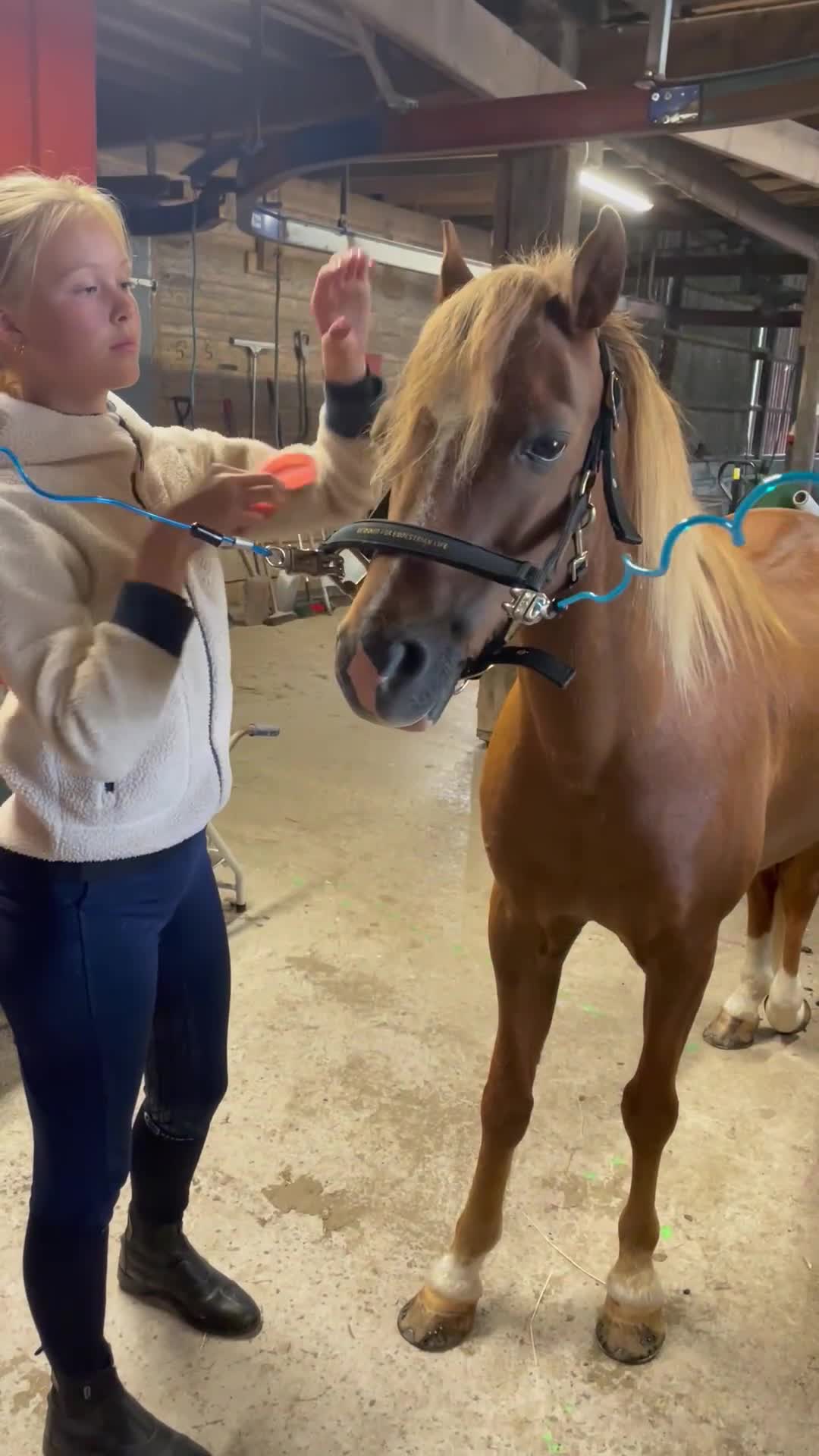 Allround hästar till salu: Träningskompis - Video 2