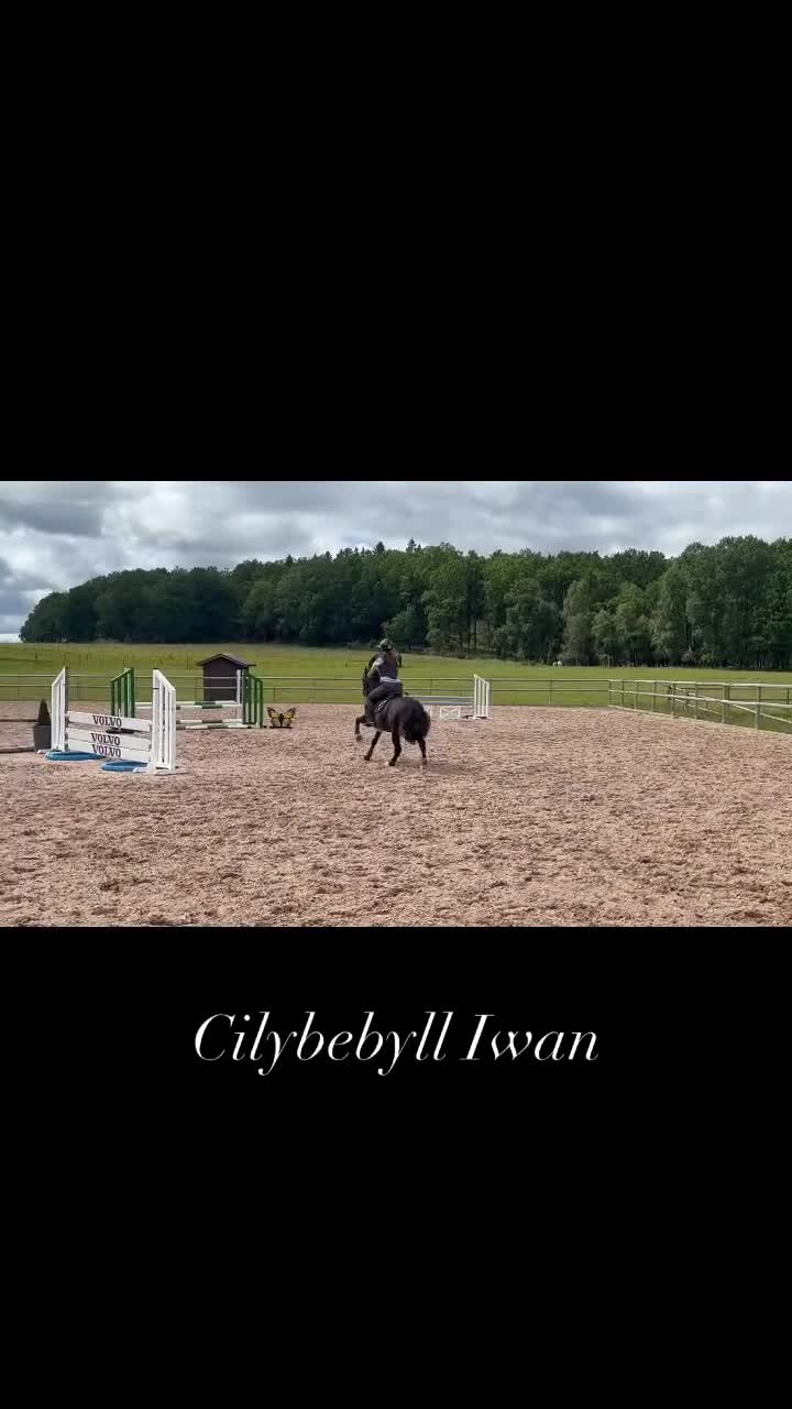 Hoppning hästar till salu: Maxad b-ponny säljes!  - Video 1