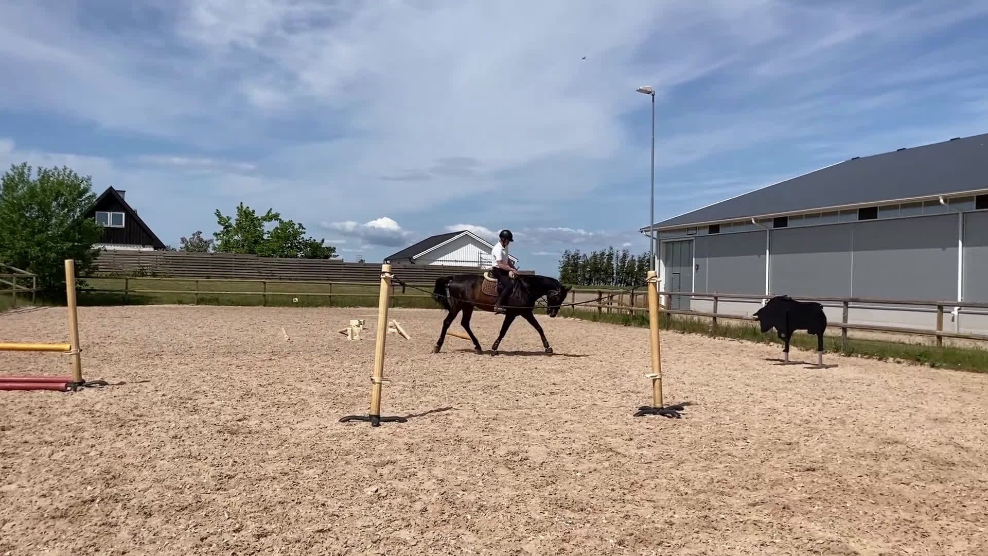 Allround hästar till salu: Fantastisk läromästare i Höör - Video 2