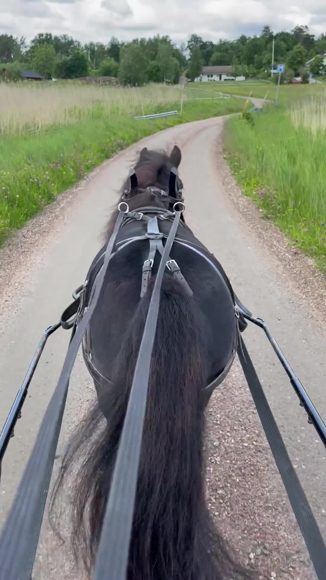 Allround hästar till salu: Snällaste ponnyn - Video 3