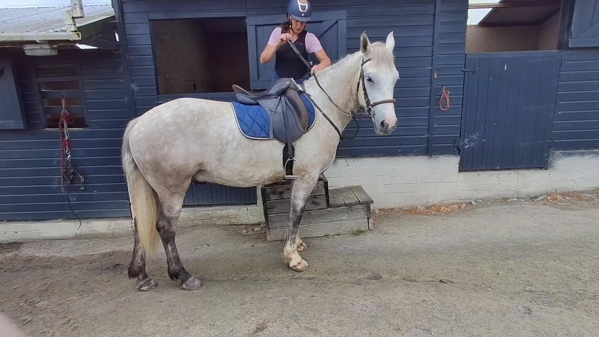 Allround hästar till salu: Liten ridhäst med mycket krut! - Video 4