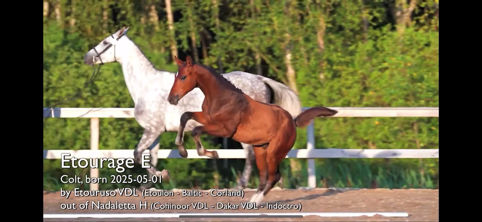 Hoppning hästar till salu: Välstammad hopphingst - lägg bud! i Ljungskile - Video 1