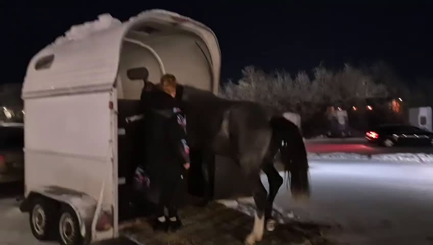 Hoppning hästar till salu: 2 åring för framtiden  - Video 3