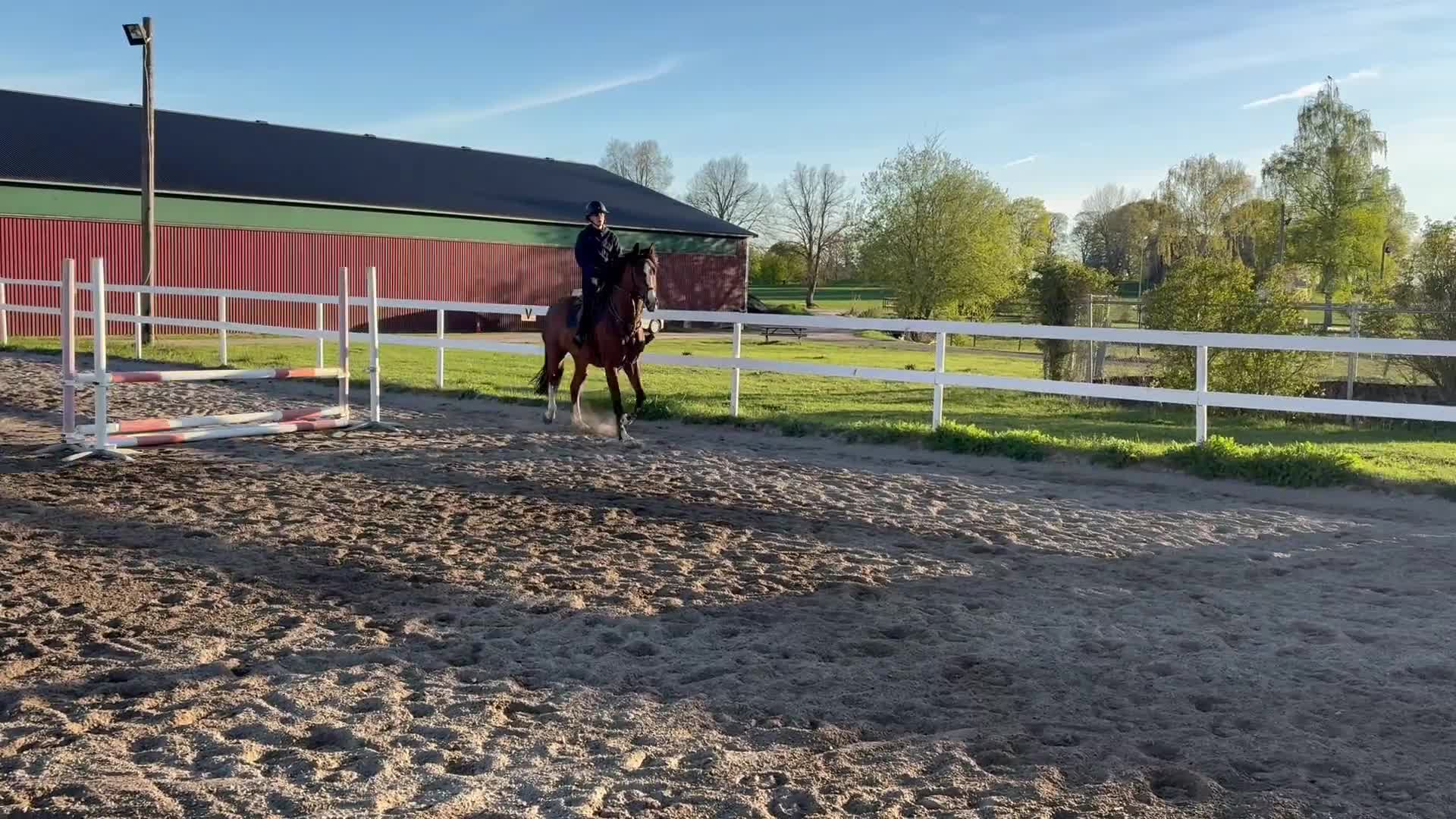 Hoppning hästar till salu: 5-åring e Mr Vain  - Video 2