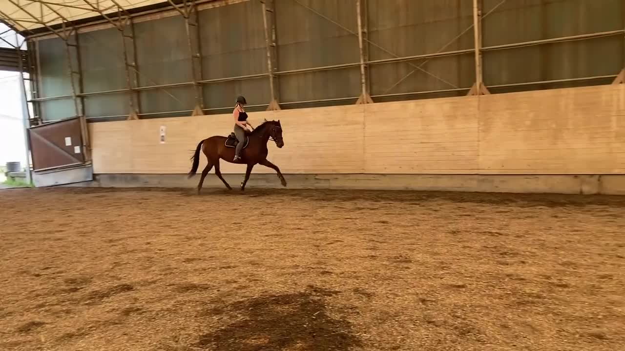 Allround hästar till salu: Trevligt välutbildat sto med fin stam - Video 3