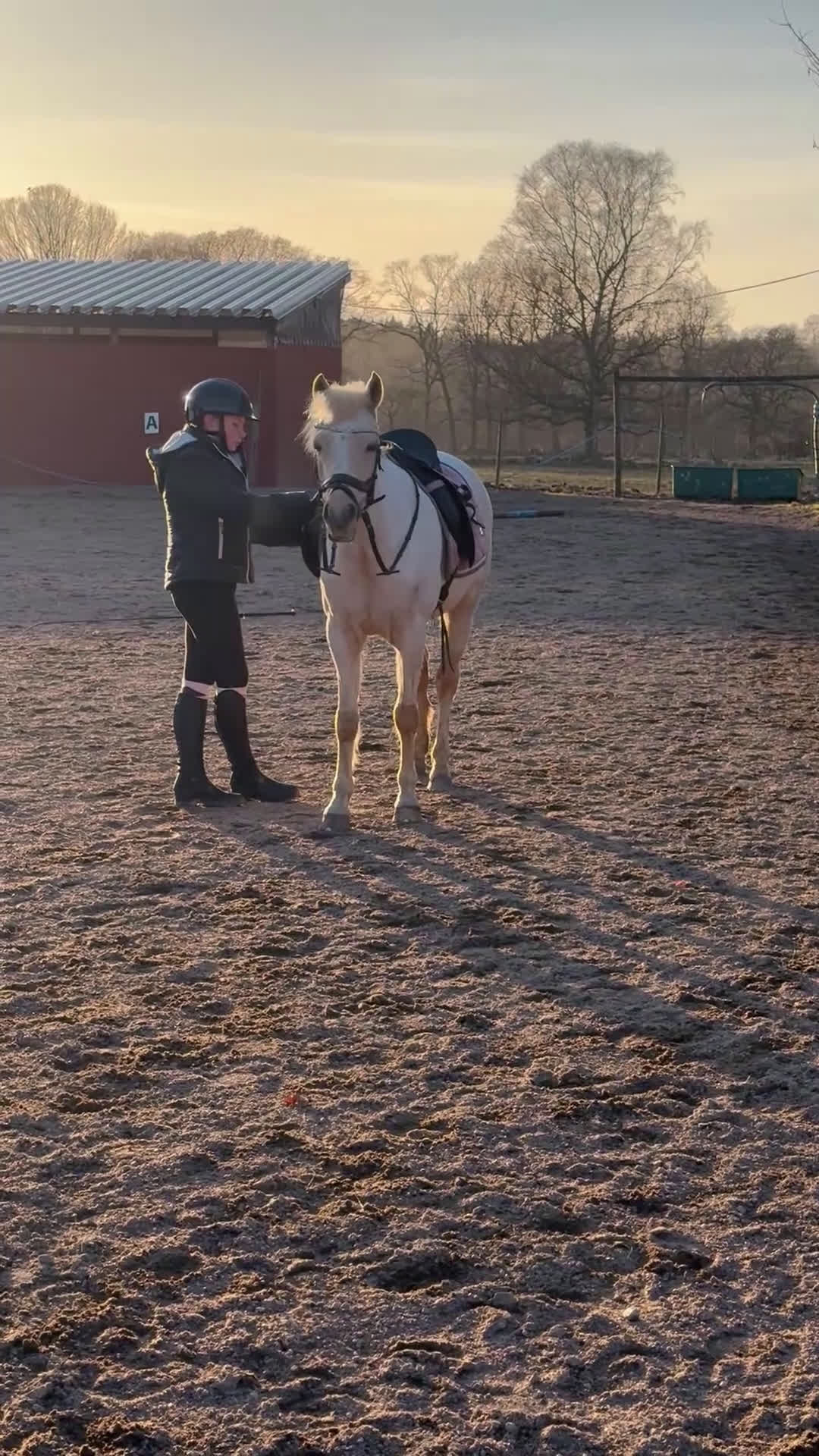 Allround hästar till salu: Bästa vän & läromästare - Video 1