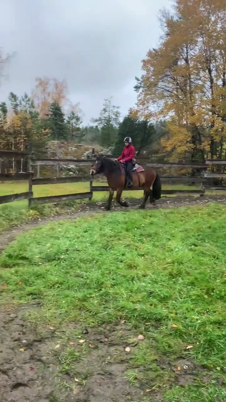 Allround hästar till salu: Nordsvensk valack i Rimbo - Video 1