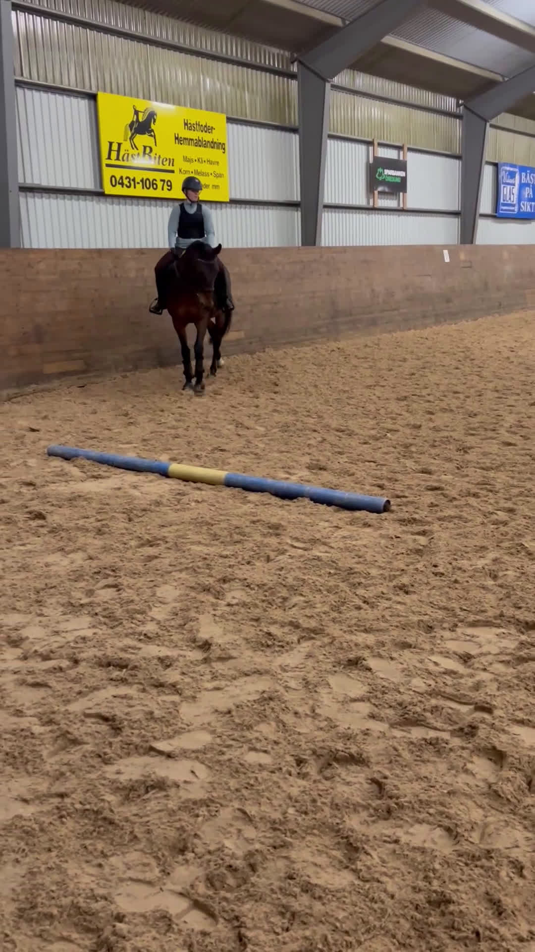 Allround hästar till salu: Snäll allround häst till salu i Vejbystrand - Video 1