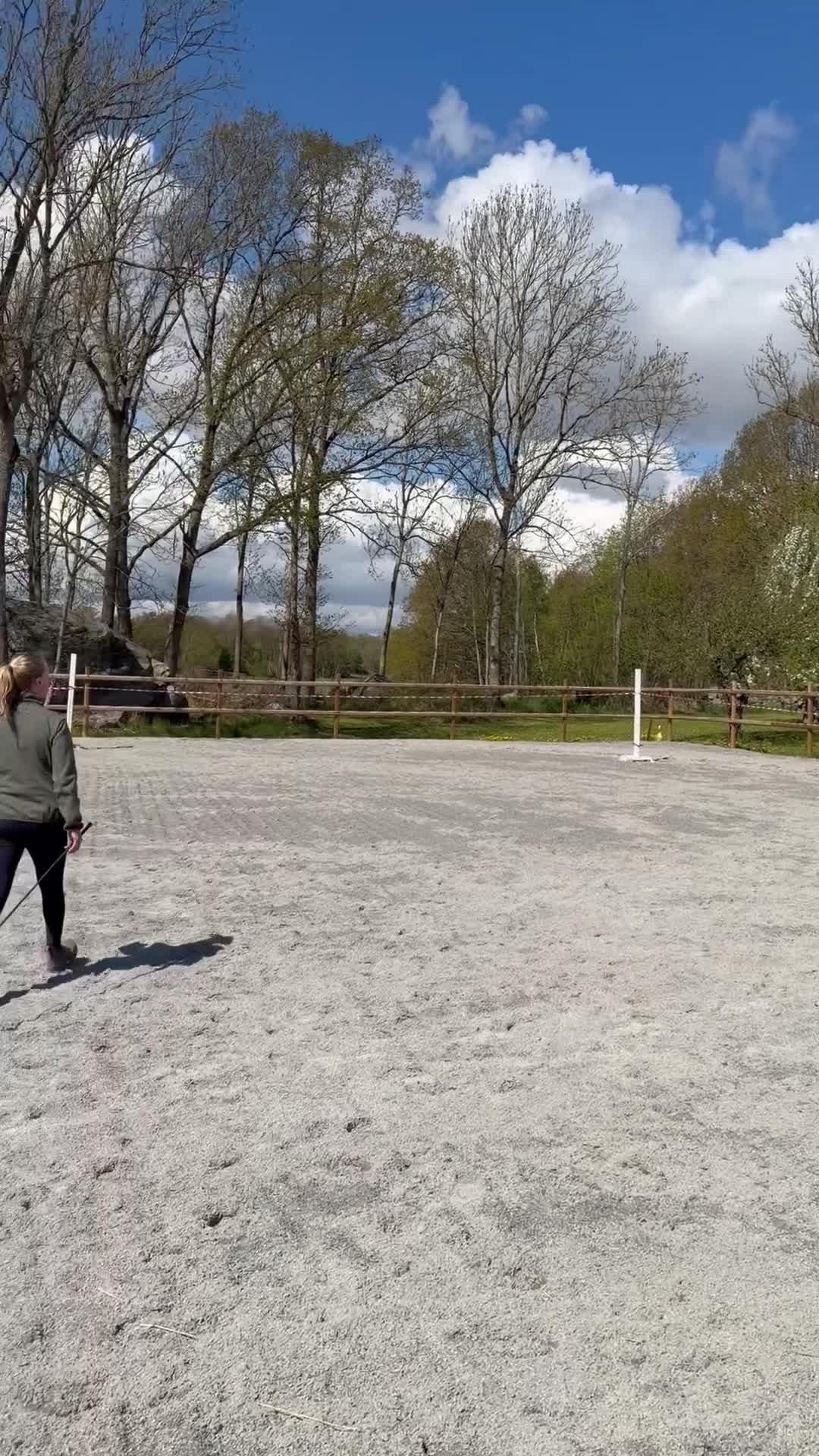 Hoppning hästar till salu: Framtida hopphäst i Ljungby - Video 1