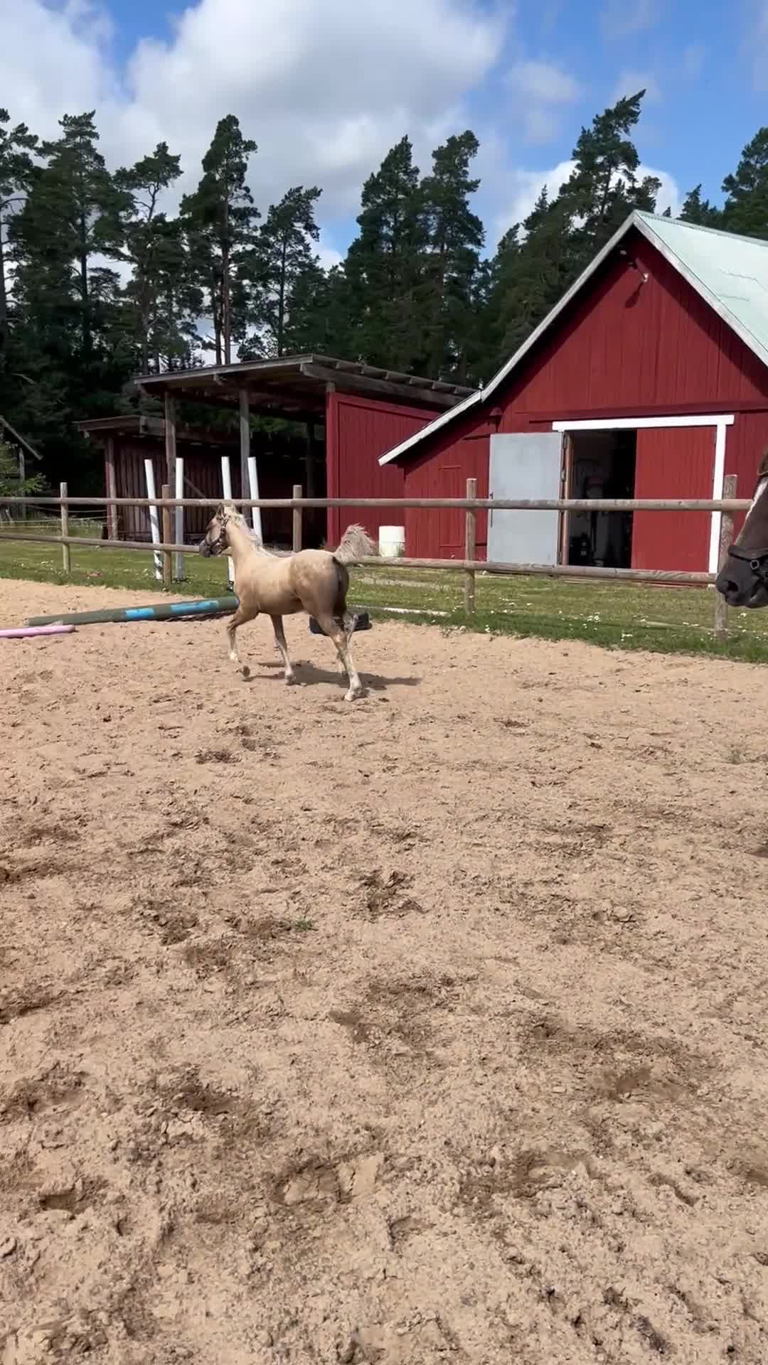 Allround hästar till salu: Guldponnyn!  i Tidaholm - Video 2