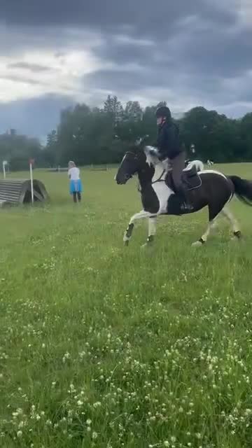 Fälttävlan hästar till salu: Pigg ponny med hjärtat på rätt ställe i Norrtälje - Video 1