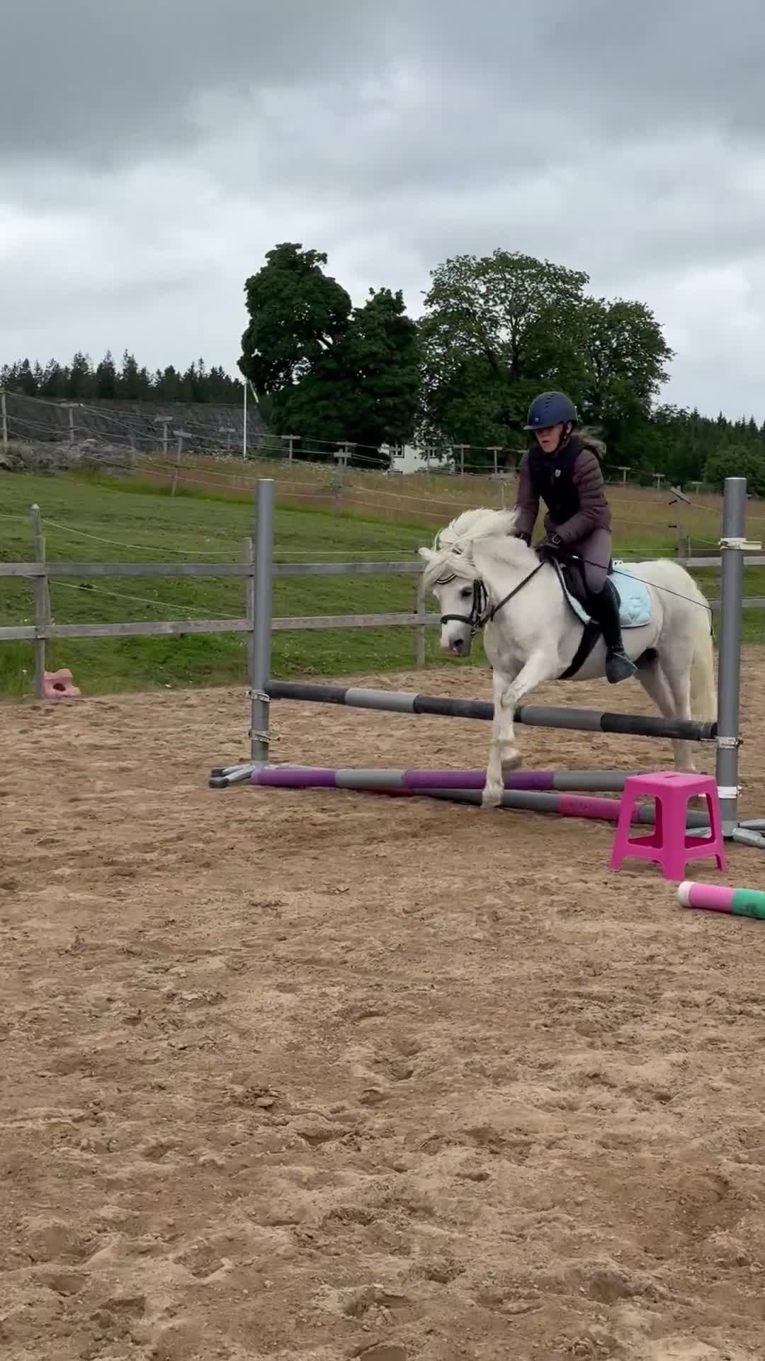 Allround hästar till salu: Welsh mountain-sto - Video 4