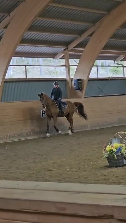 Allround hästar till salu: Snäll gentleman/hobbyhäst - Video 2