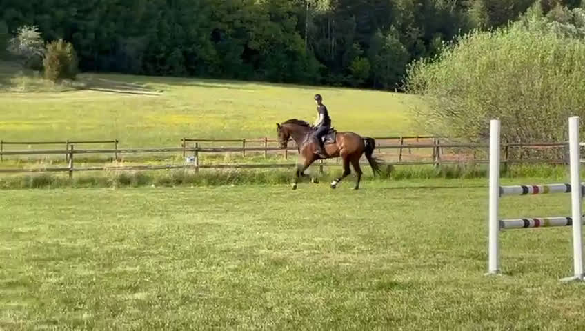Hoppning hästar till salu: 6-årig hopphäst med kapacitet för framtiden i Västerljung - Video 2
