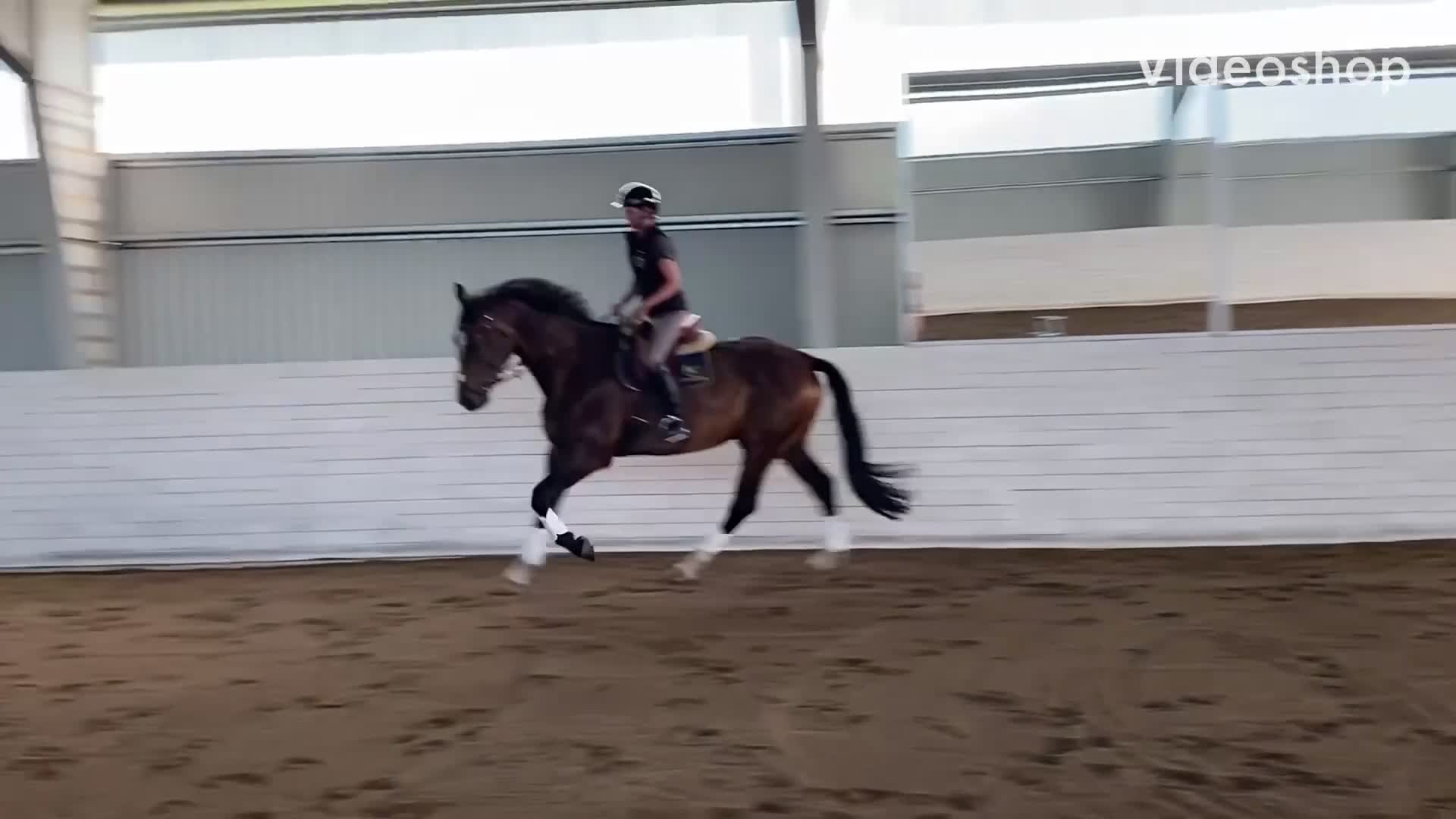 Hoppning hästar till salu: Snygg och cool 4åring med superbra psyke! - Video 2