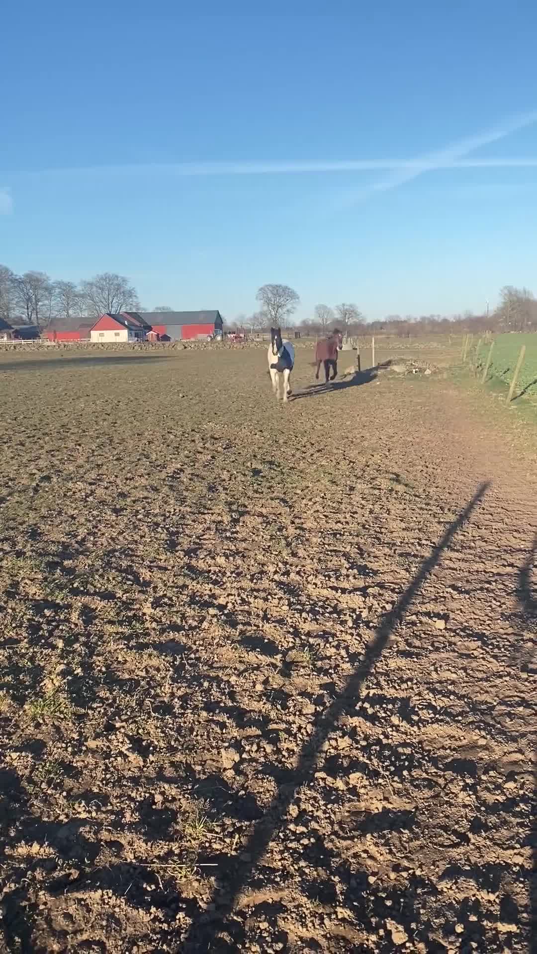  medryttarhäst finnes: Medryttare sökes  i Hörby - Video 1