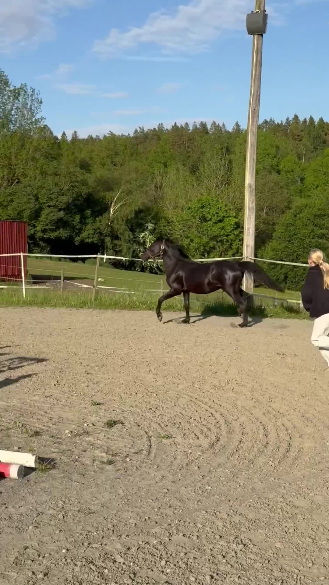 Hoppning hästar till salu: Lovande ungponnyer! - Video 1