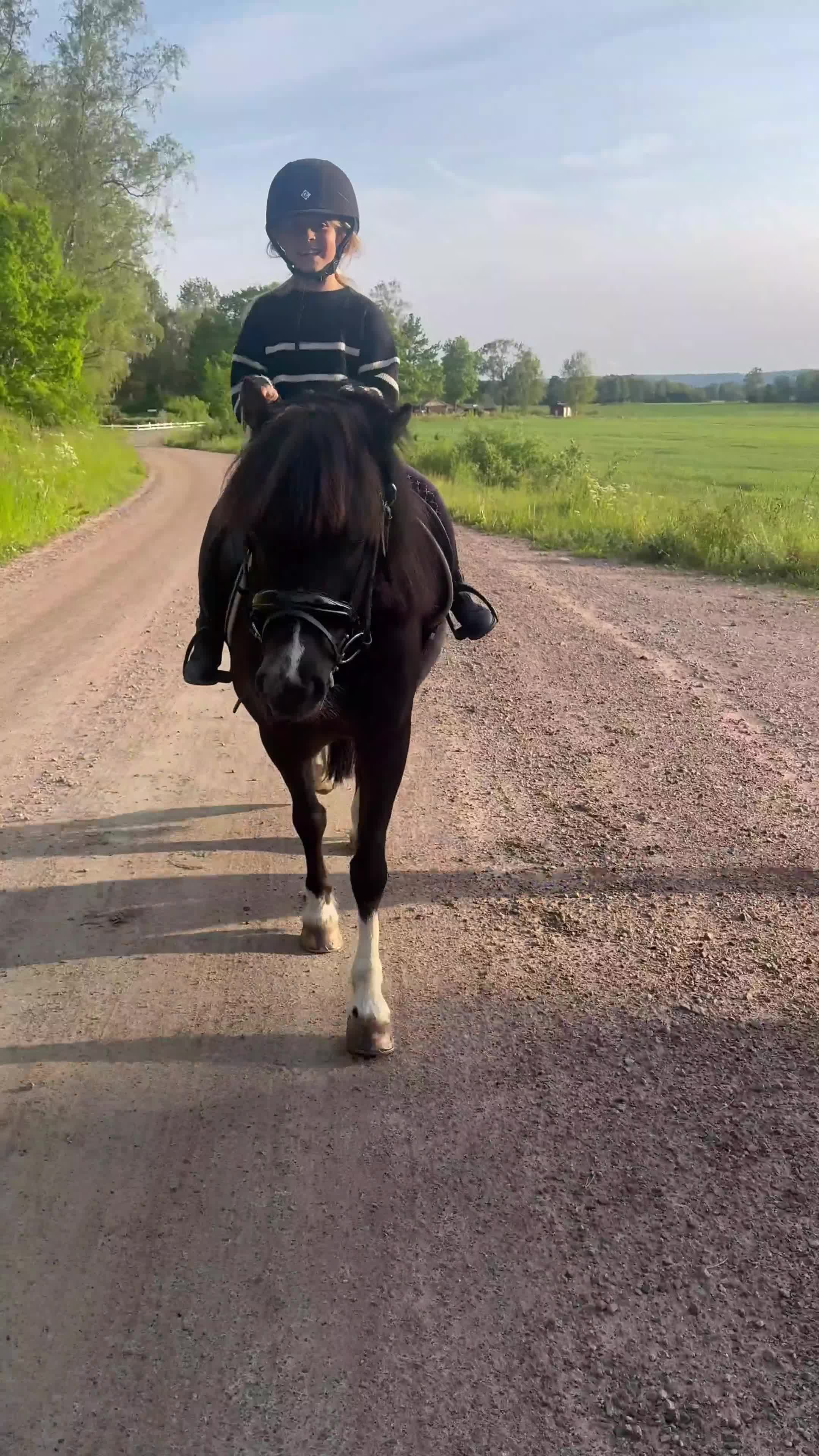 Allround hästar till salu: Sockersöt ponny söker sin nya familj  - Video 1
