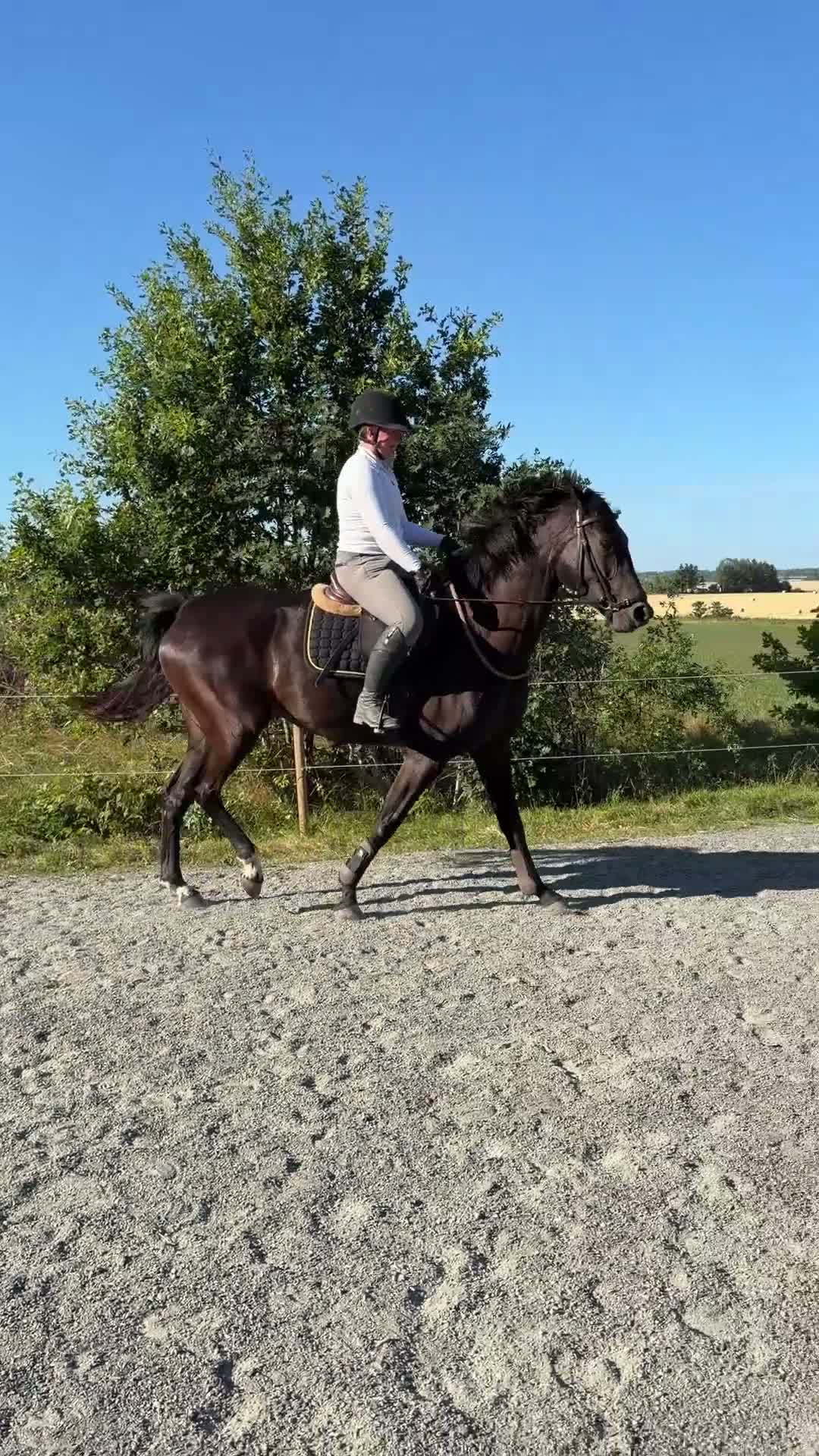 Dressyr hästar till salu: Vackraste hästen  - Video 4