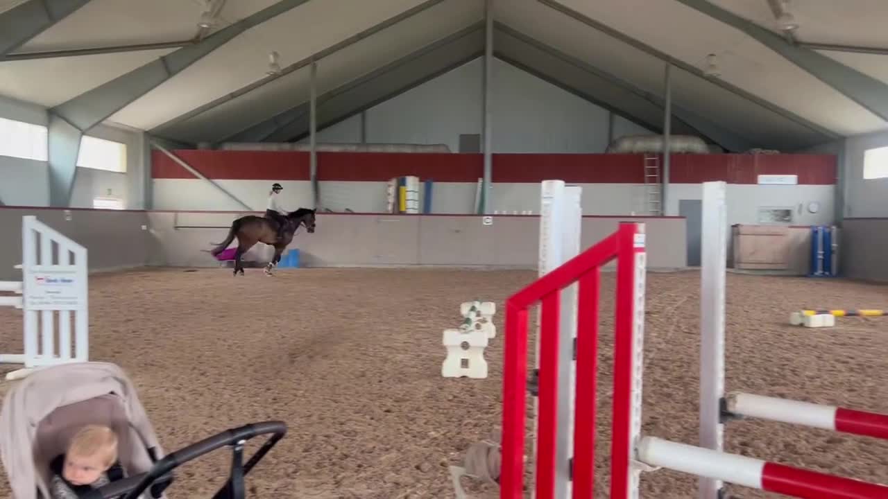 Hoppning hästar till salu: Välstammad 6-åring söker nytt hem - Video 2