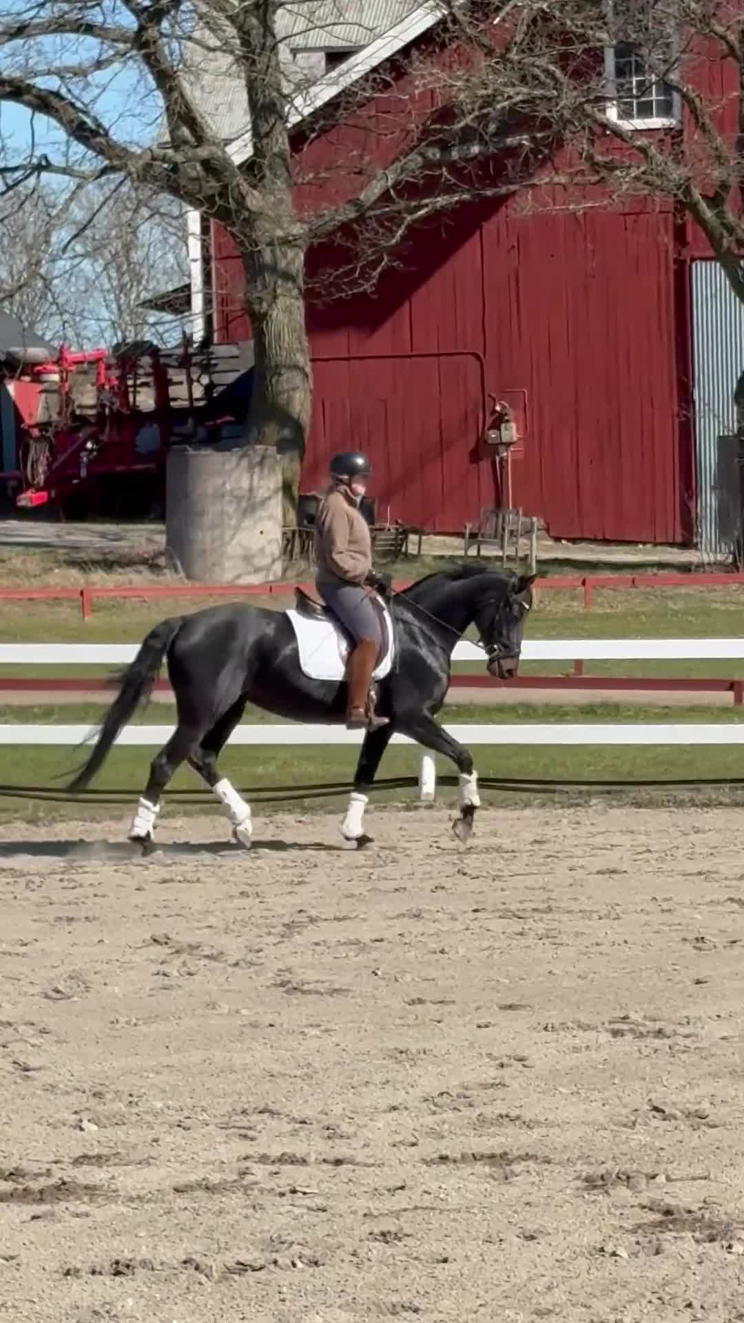 Dressyr hästar till salu: Superfint sto till satsande ryttare - Video 2