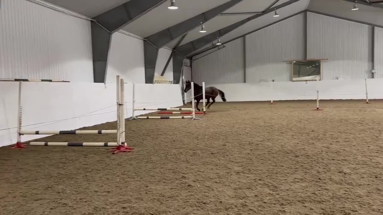 Hoppning hästar till salu: 7-årig SWB-valack - Video 3
