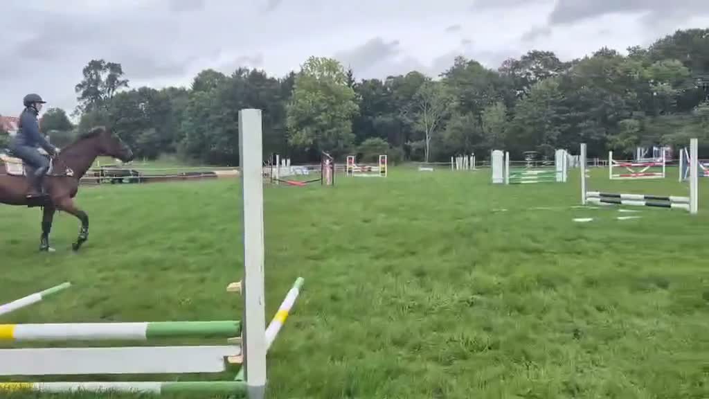 Hoppning hästar till salu: Inhoppad treåring med kapacitet - Video 5