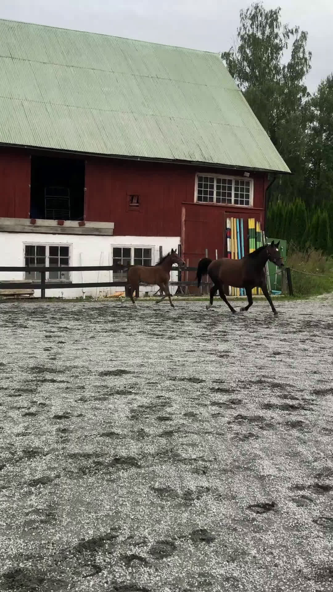 Allround hästar till salu: Fin valack född -24 söker nytt hem i Dyltabruk - Video 2
