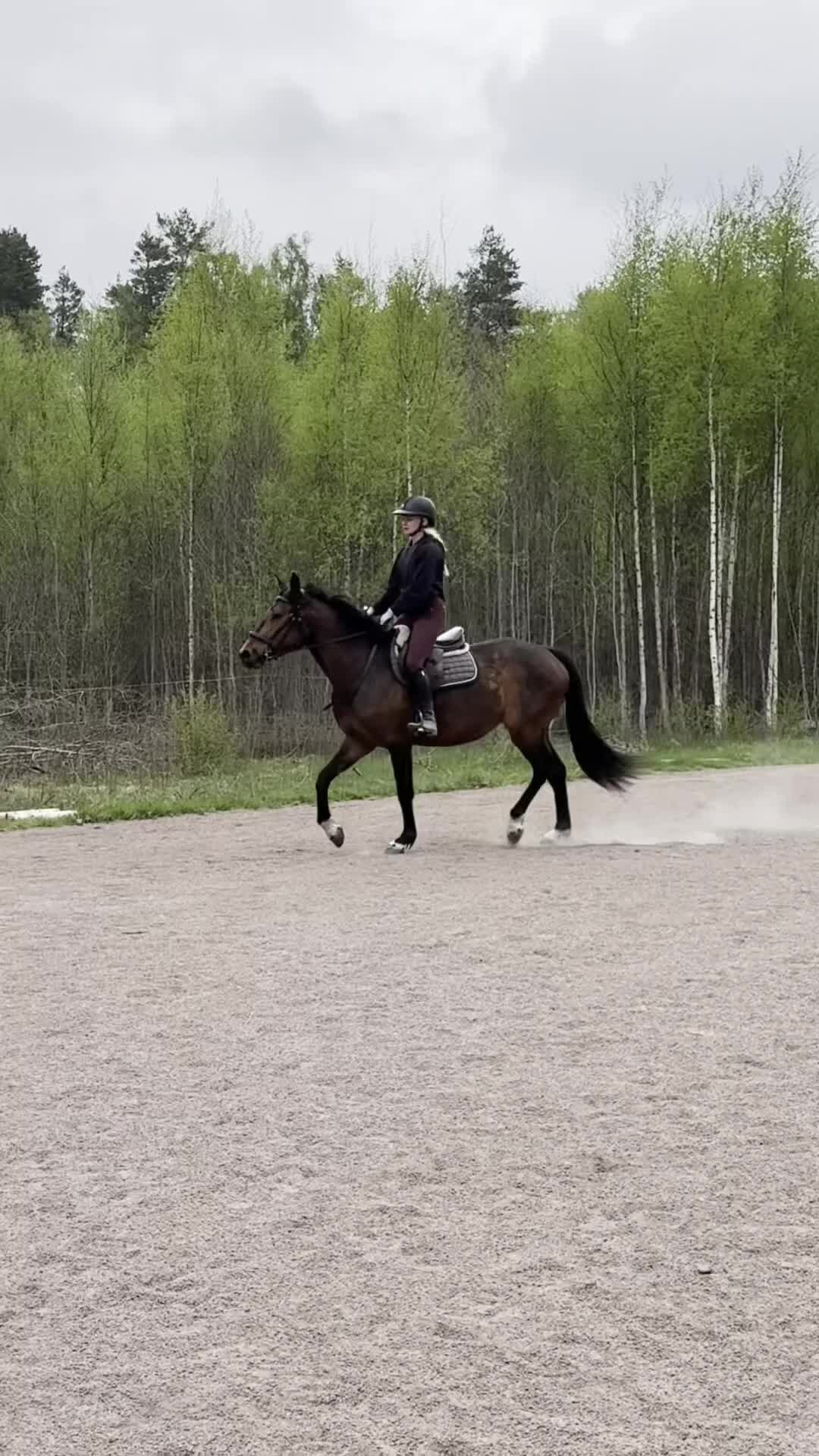 Hoppning hästar till salu: Storhoppande sto för framtiden - Video 1