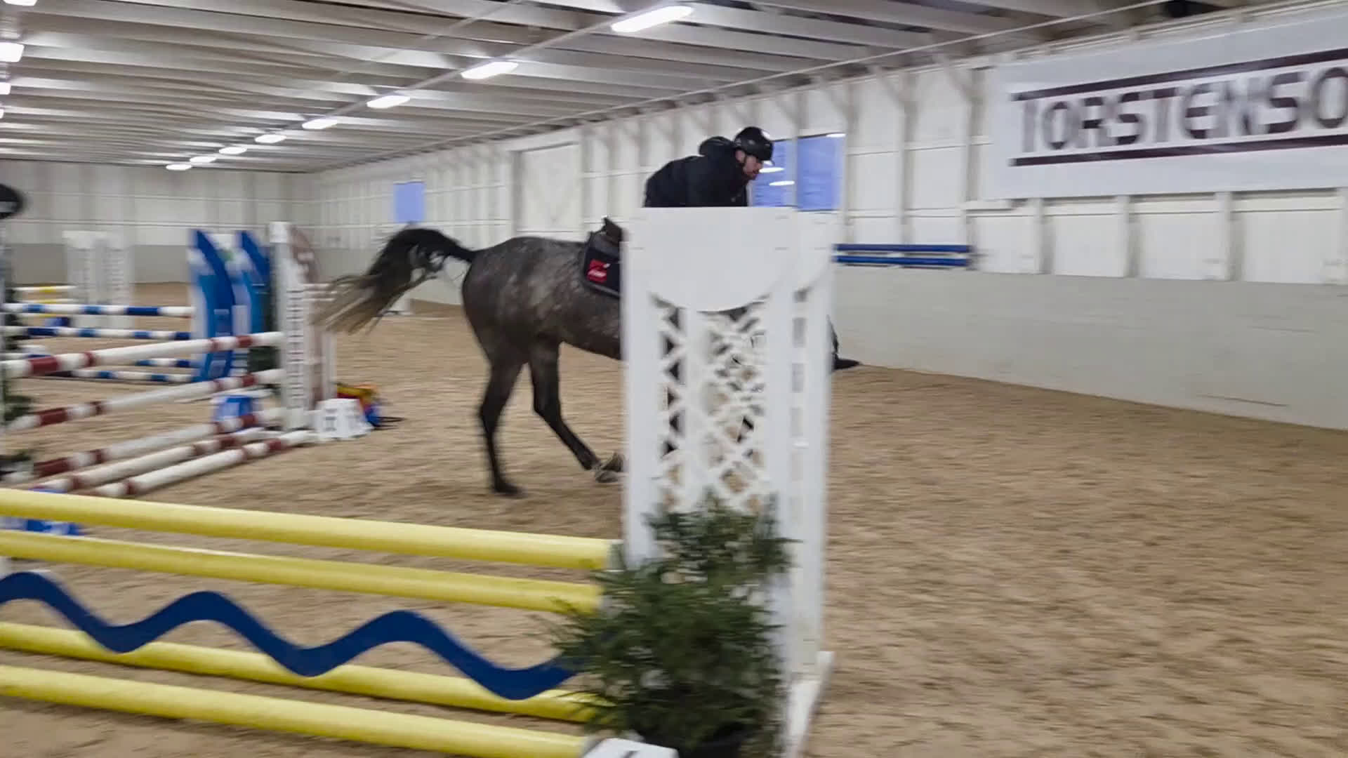 Hoppning hästar till salu: Grön 5åring med kvalitéer i Tranås - Video 1