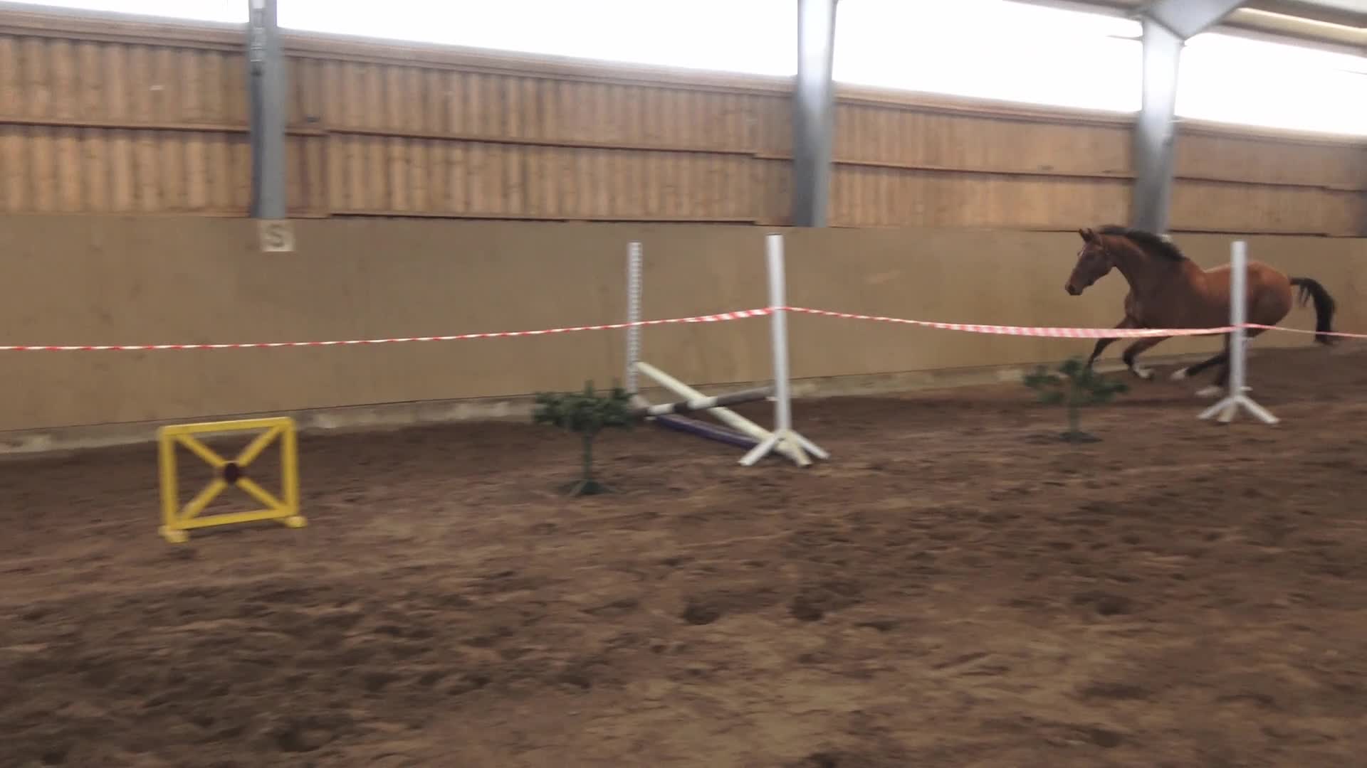 Dressyr hästar till salu: Blivande dressyrhäst - Video 1
