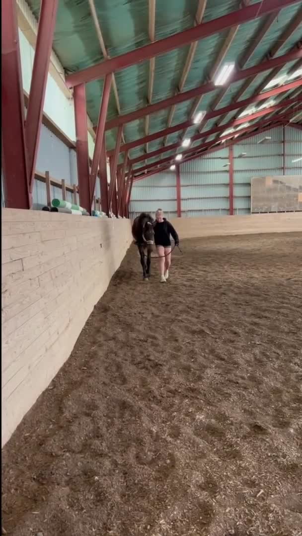 Dressyr hästar till salu: Fantastisk 2-åring med starkt möderne - Video 1