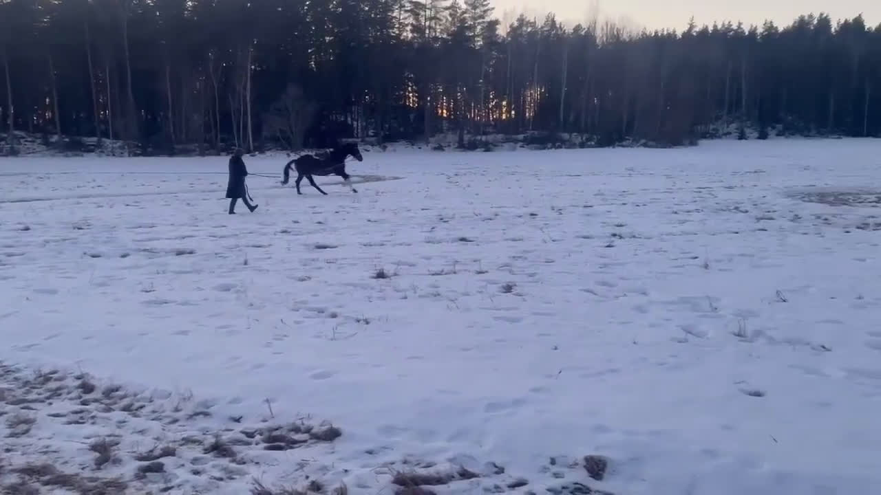 Dressyr hästar till salu: Mkt vackert swb sto  i Kungsör - Video 1