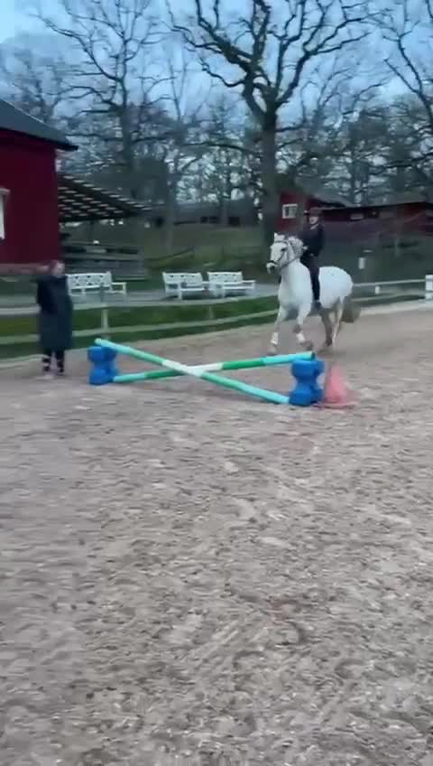 Allround hästar till salu: Snäll och trygg häst som söker nytt hem - Video 1