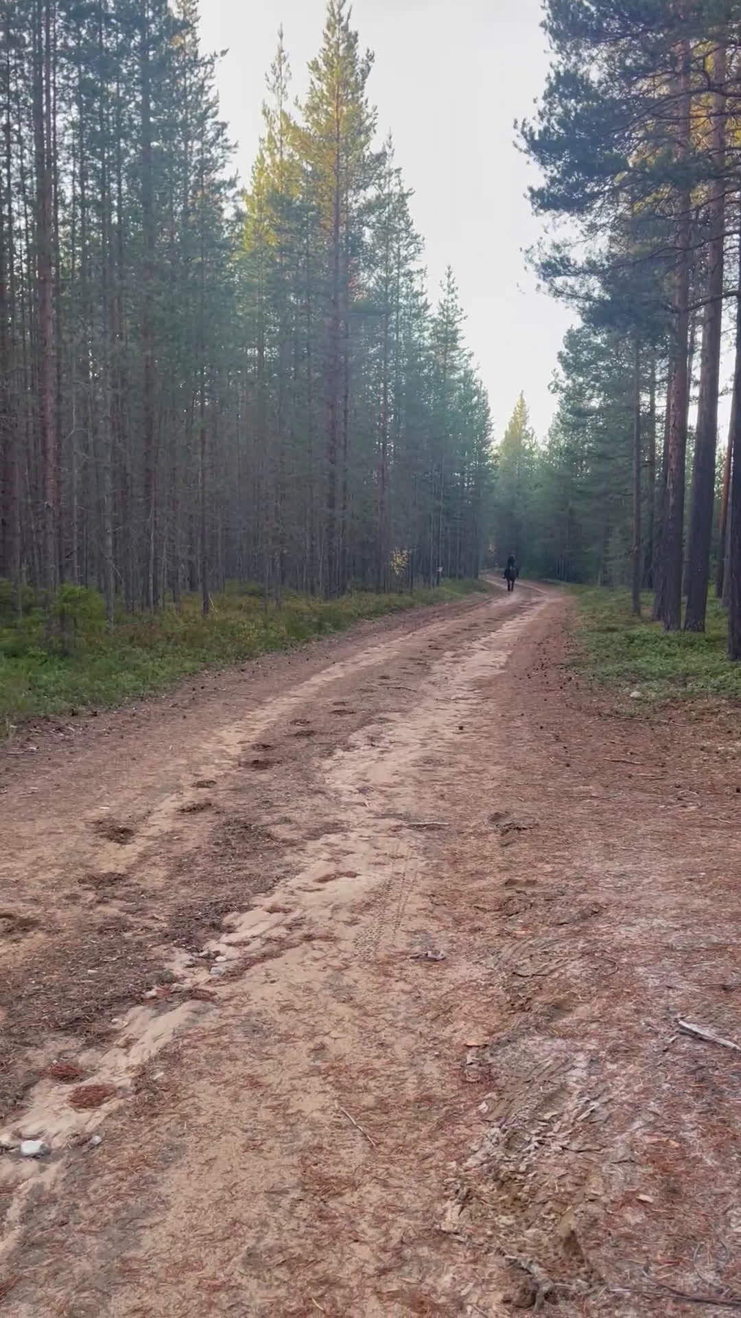 Allround hästar till salu: Världens bästa ponny  - Video 5