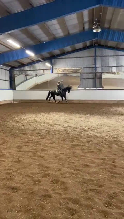 Dressyr hästar till salu: Trevlig häst för framtiden - Video 4