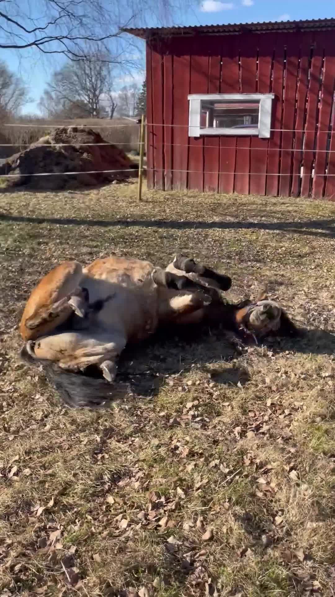 Trav hästar till salu: Bästa vän att forma själv - Video 5