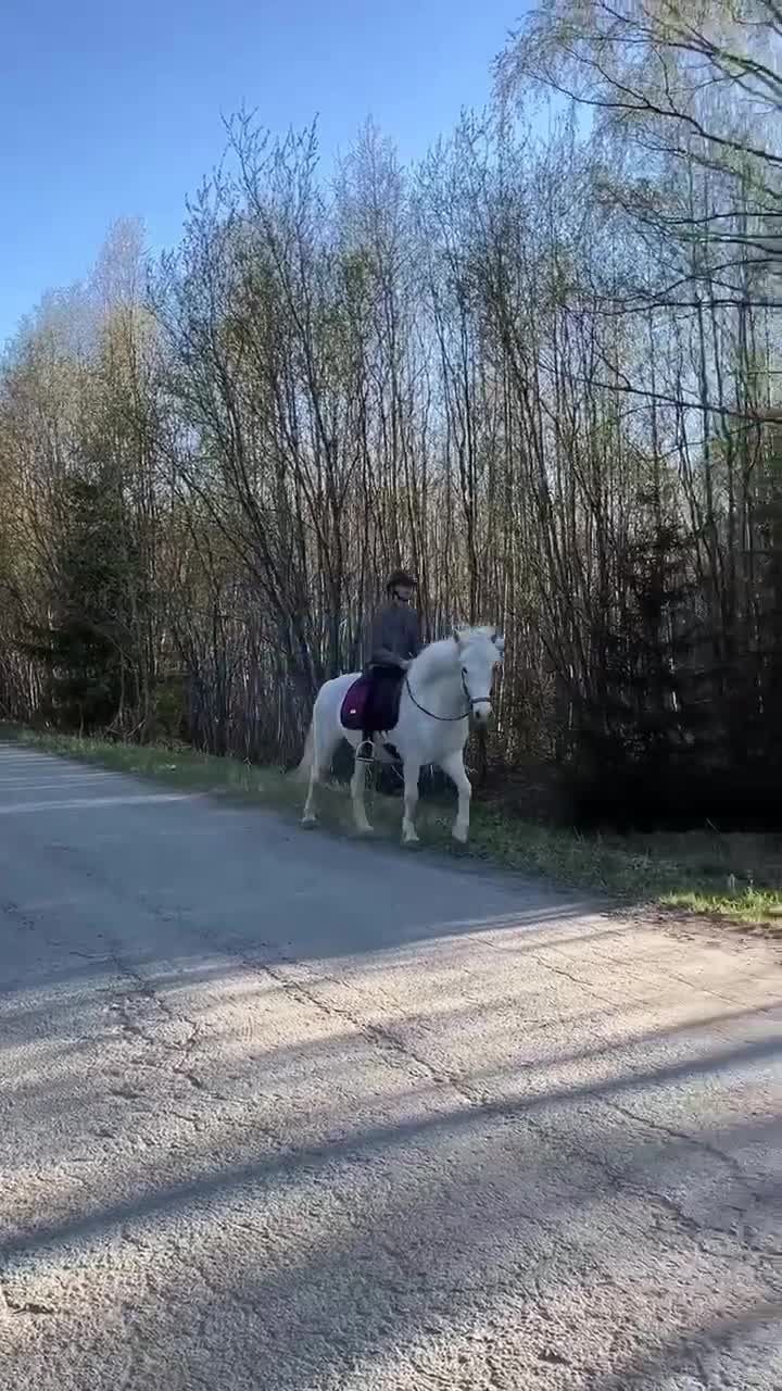 Island hästar till salu: Mycket trevligt och arbetsvilligt sto!  - Video 1
