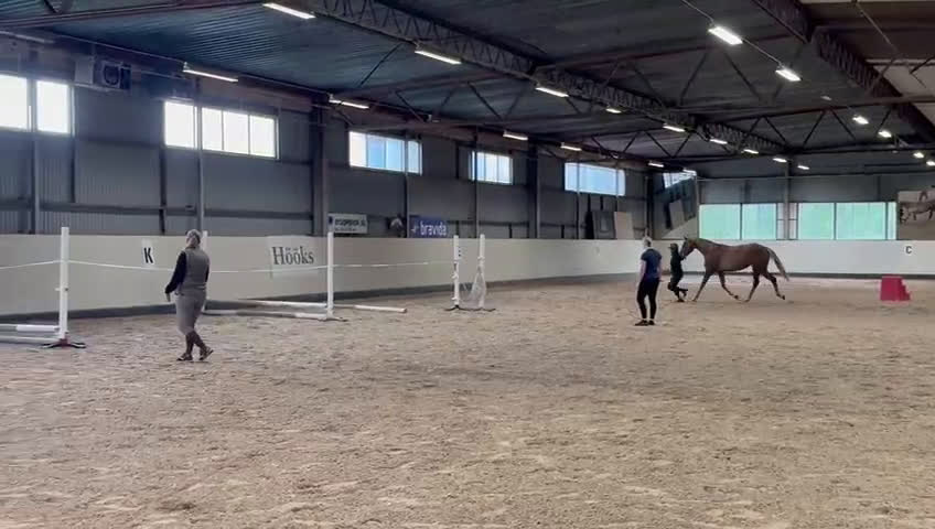 Hoppning hästar till salu: Sportigt sto e. Magic Park. inriden i Halmstad - Video 1
