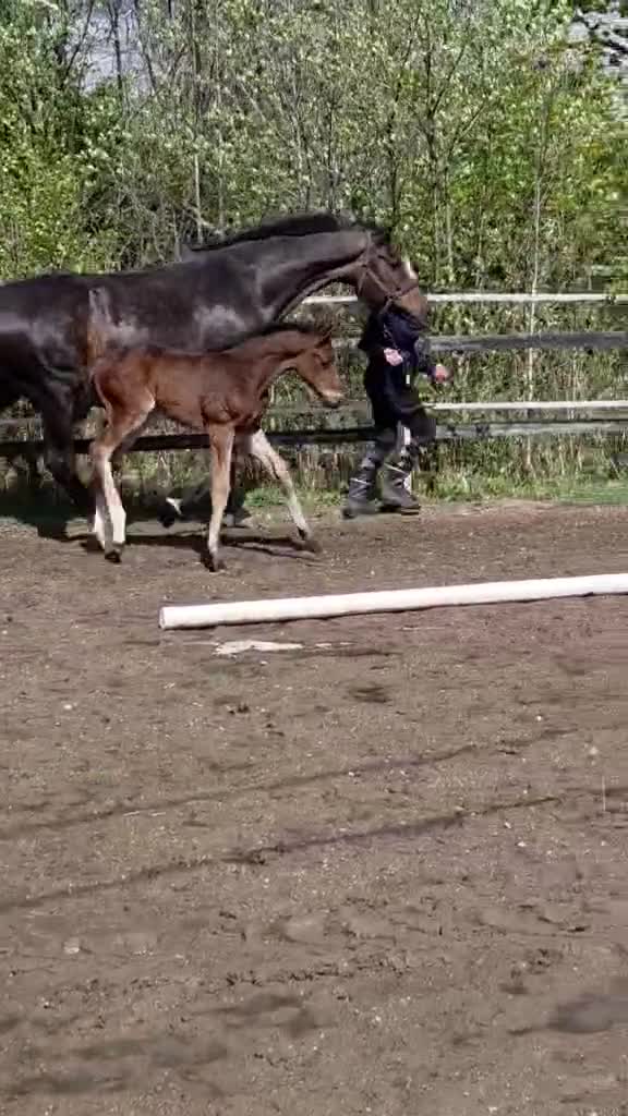 Dressyr hästar till salu: Gångartsföl med galopp ++ - Video 1