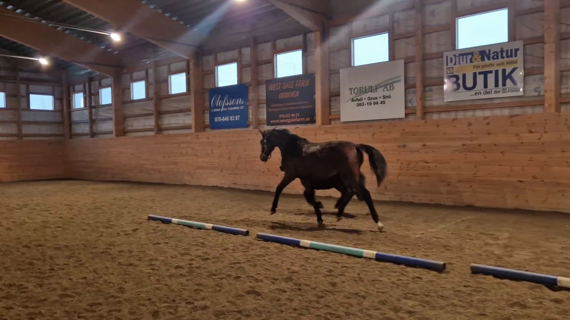 Dressyr hästar till salu: Snygg 2årig valack i Orrviken - Video 3