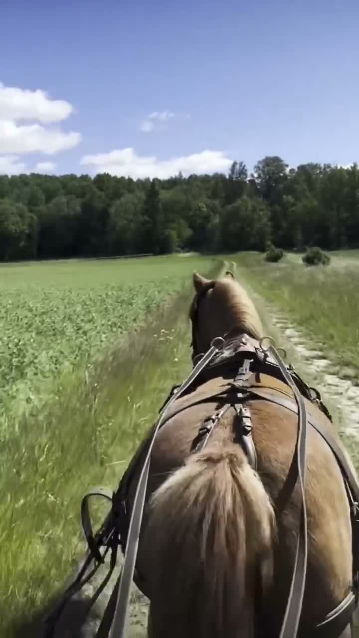 Allround hästar till salu: Trygg ponny  - Video 1