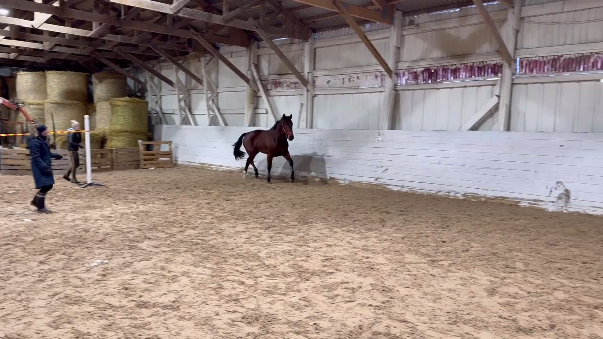 Allround hästar till salu: Trevlig valack  - Video 2