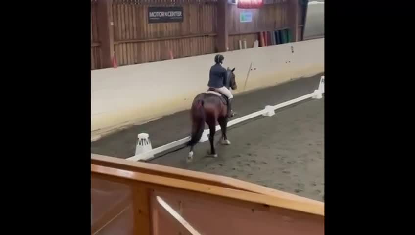 Hoppning hästar till salu: Hopp el fälttävlanshäst  - Video 2